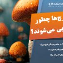 ترکیبات موجود در قارچ جادویی چیست؟