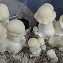 مجیک ماشروم ایپ (آلبینو پنیس انوی APE)