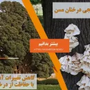 قارچ‌ ها منجی درختان کهنسال