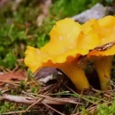 قارچ زرد کیجا (قارچ چنترل Cantharellus cibarius)
