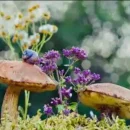 قارچ بهاری قارچ های جنگلی