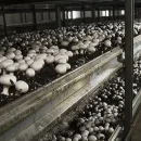 پرورش قارچ در اصفهان