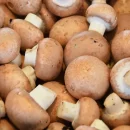 تولید روزانه 500 تن قارچ در کشور