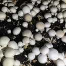 انتشار ویروس در مزرعه قارچ