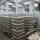 تهویه سالن پرورش قارچ دکمه ای و جریان هوا