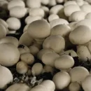 بزرگترین واحد تولید قارچ جنوب تهران