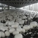 شرایط دریافت پروانه تاسیس واحد تولید قارچ های خوراکی