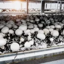 میزان تولید قارچ