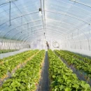 کارآفرینی با کشاورزی هر ماه ۲۰ میلیون تومان سود خالص دارد