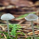 آشنایی کامل با قارچ کلاه پارچه ای آردی + آرایه شناسی Mycena