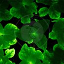 پرورش گیاه با DNA قارچ