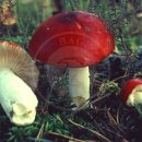 آشنایی کامل با قارچ روسولا تهوع آور russula emetica