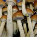 توسعه کارگاه تولید قارچ