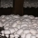 مریم محمودزاده کارآفرینی با دستان خالی