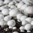 برداشت قارچ