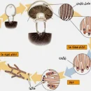 هاگ قارچ یا اسپور قارچ چیست؟