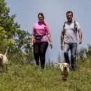 قارچ دنبلان معروف به طلای سیاه