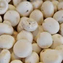 آشنایی و معرفی مزرعه قارچ دلفان