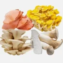 قارچ صدفی چیست و آشنایی با انواع قارچ صدفی