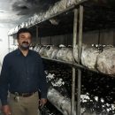 تولید سالانه ۱۲۰ تن قارچ خوراکی