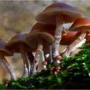 آشنایی کامل با قارچ کلاهک جمجمه پاییز + آرایه شناسی