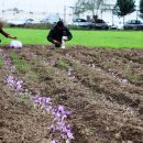 تولید قارچ و زعفران در زندان مرکزی شهر ساری