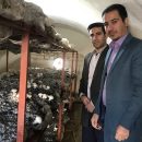 رورش قارچ در دانشگاه لرستان