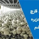 تولید قارچ در قشم