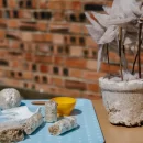 تبدیل قارچ به اثر هنری