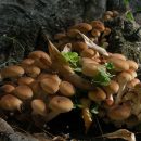 قارچ اگروسیبه اگریتا، Agrocybe aegerita به افراگوشگ(قارچ افرا)