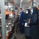 تولید سالانه 410 تن قارچ خوراکی در میاندوآب تولید قارچ میاندوآب
