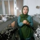 درآمدزایی از پرورش قارچ خانگی