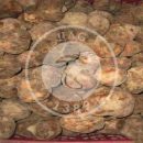 برداشت قارچ دنبلان در مشکین شهر
