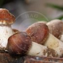 خصوصیات کف-زايی پوره قارچ دکمه‌ای
