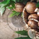 قارچ و کمک به رفع بوی بد دهان