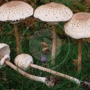 قارچ ماکرولپیوتا قارچ پارازول(macrolepiota)