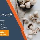 افزایش مصرف سرانه قارچ