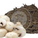 چگونه از قارچ پول در بیاوریم