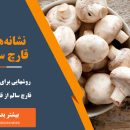 نشانه قارچ سالم عکس قارچ خراب شده
