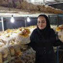 قارچ گانودرما زهرا برید بای آقائی