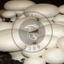 افتتاح واحدهای تولیدی قارچ در ورامین
