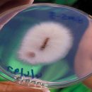 آشنایی با قارچ طلا ساز (Fusarium oxsporum)