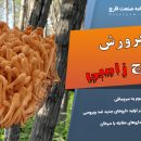 پرورش قارچ زامبی در آزمایشگاه