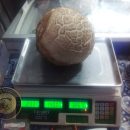 قارچ 2 کیلوگرمی