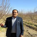کاهش ۸۰ درصدی مصرف قارچ