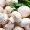 مشکلی در فروش قارچ نداریم