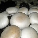 عرضه قارچ خوراكی در خمين