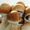 موسیقی قارچ ها