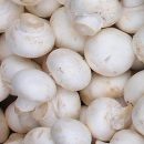 کارگاه مهارت پرورش قارچ دکمه‌ای در عجب شیر