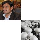 رفع مشکلات کارخانه قارچ ملارد